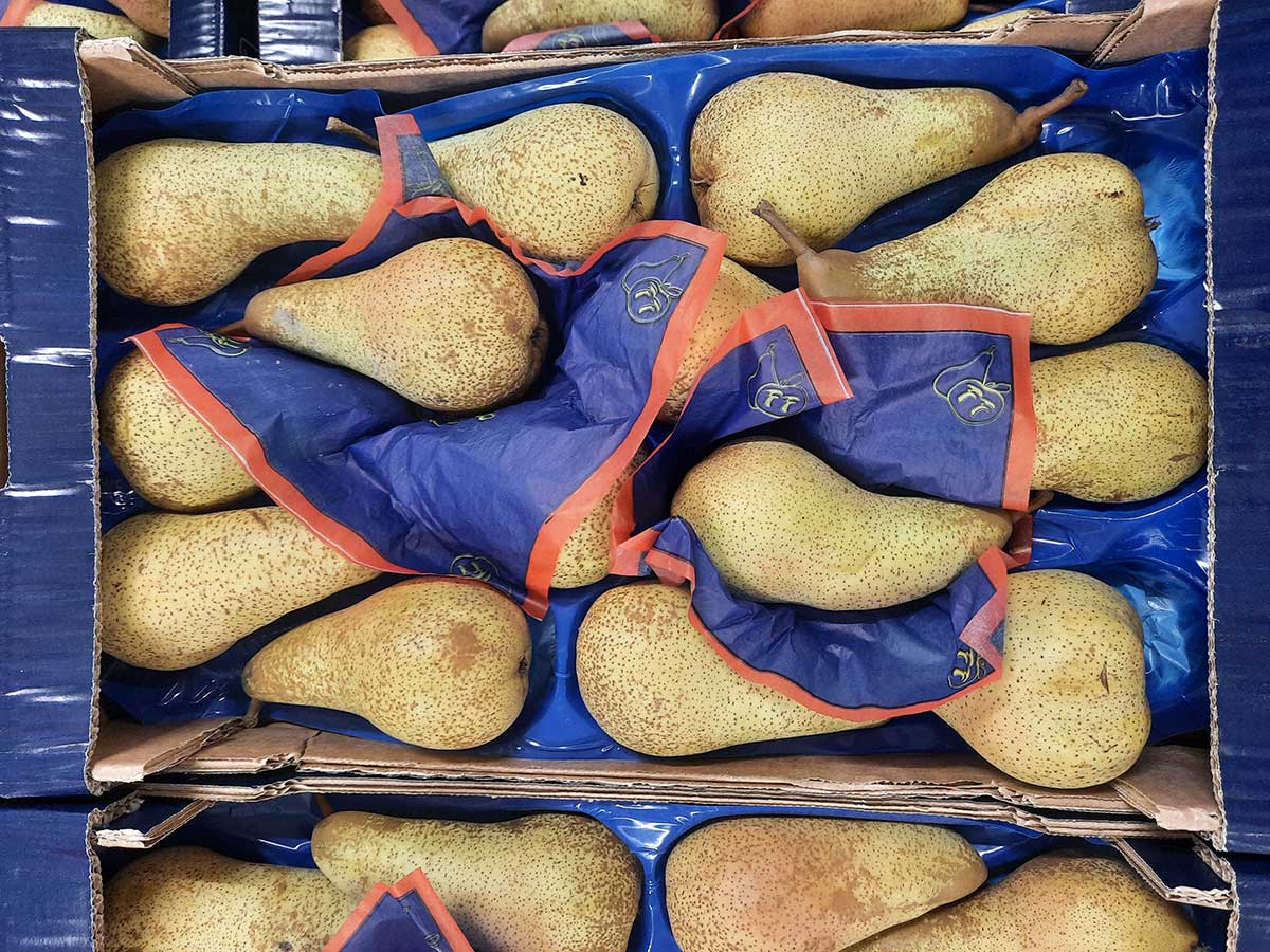 Pere Abate Fétel, origine Italia Cal. 14 - 3,20 euro/chilo